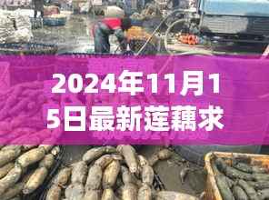 探寻最新莲藕市场动态,2024年莲藕求购热潮揭秘