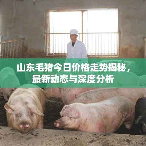 山东毛猪今日价格走势揭秘，最新动态与深度分析