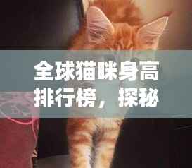 全球猫咪身高排行榜，探秘世界最高猫咪的魅力！