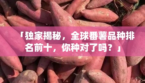 「独家揭秘，全球番薯品种排名前十，你种对了吗？」